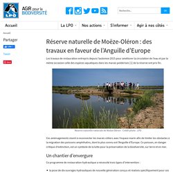 Réserve naturelle de Moëze-Oléron des travaux en faveur de l’Anguille d’Europe