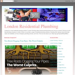 Tree Roots Clogging Your Pipes: The Worst Culprits