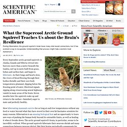 What the Supercool Arctic Ground Squirrel Teaches Us about the Brain's Resilience