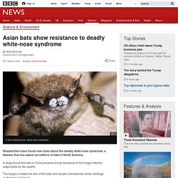 BBC 09/03/16 Asian bats show resistance to deadly white-nose syndrome