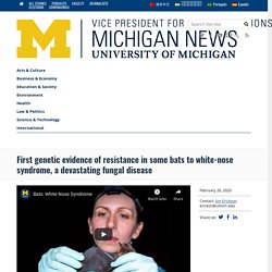 UNIVERSITY OF MICHIGAN 20/02/20 First genetic evidence of resistance in some bats to white-nose syndrome, a devastating fungal disease