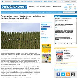 De nouvelles vignes résistantes aux maladies pour diminuer l'usage des pesticides