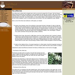 Just About Coffee - Your online resource for coffee info - Drinking guide, History, Types of coffee, Coffee Tree...