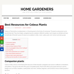 Best Resources for Coleus Plants - Home Gardeners