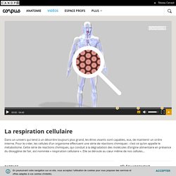 La respiration cellulaire - Corpus - réseau Canopé