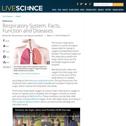 Respiratory System: Facts, Function and Diseases
