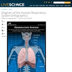 Human Respiratory System - Diagram - How It Works