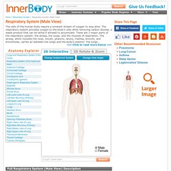 Respiratory System – Male View