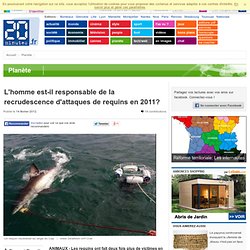 L'homme est-il responsable de la recrudescence d'attaques de requins en 2011?