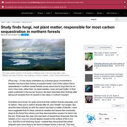 Study finds fungi, not plant matter, responsible for most carbon sequestration in northern forests