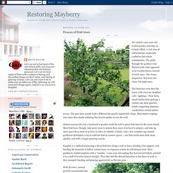 Fences Of Fruit Trees - Espalier Method