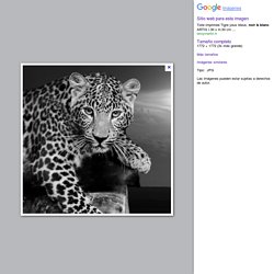 jaguar portrait en noir et blanc