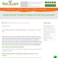 Golden Retriever: Top Dietary Nutrients for Adult Dogs and Puppies
