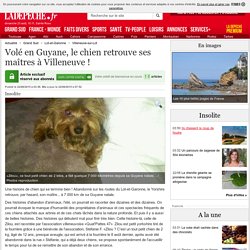 Volé en Guyane, le chien retrouve ses maîtres à Villeneuve ! - 22/08/2015 - ladepeche.fr