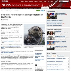 Sea otter return boosts ailing seagrass in California