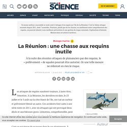La Réunion : une chasse aux requins inutile