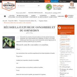 Réussir la culture du concombre et du cornichon, Légumes fruits, Légumes, Comment réussir la culture de..., Conseils et Idées