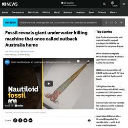 Fossil reveals giant underwater killing machine that once called outback Australia home