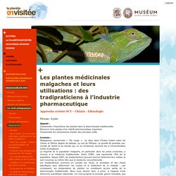 Les plantes médicinales malgaches et leurs utilisations : des tradipraticiens à l’industrie pharmaceutique