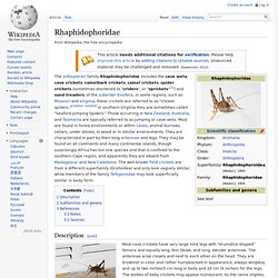 Rhaphidophoridae (Cave Cricket)