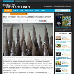 Huit cornes de rhinocéros volées au musée de Dublin