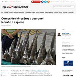 Cornes de rhinocéros : pourquoi le trafic a explosé