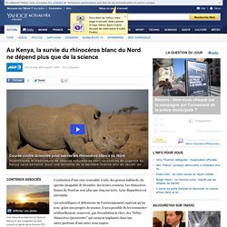Au Kenya, la survie du rhinocéros blanc du Nord ne dépend plus que de la science