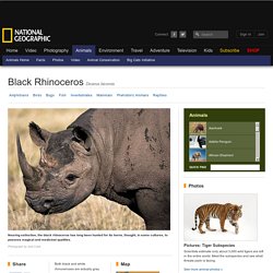 Black Rhinoceroses, Black Rhinoceros Pictures, Black Rhinoceros Facts