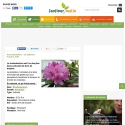 Rhododendron : plantation, entretien et taille du rhododendron