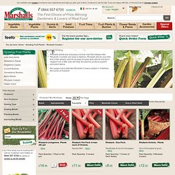 Rhubarb Plant Supplier