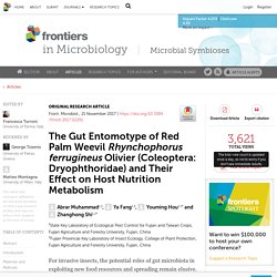 FRONT. MICROBIOL. 21/11/17 The Gut Entomotype of Red Palm Weevil Rhynchophorus ferrugineus Olivier (Coleoptera: Dryophthoridae) and Their Effect on Host Nutrition Metabolism