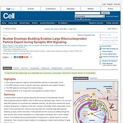 Nuclear Envelope Budding Enables Large Ribonucleoprotein Particle Export during Synaptic Wnt Signaling