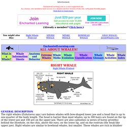 RIGHT WHALE