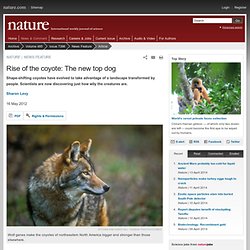 Rise of the coyote: The new top dog