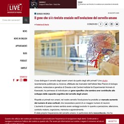 Il gene che si è rivelato cruciale nell'evoluzione del cervello umano