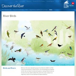 River Birds