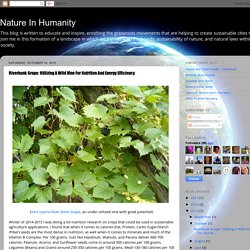 Nature In Humanity: Riverbank Grape: Utilizing A Wild Vine For Nutrition And Energy Efficiency