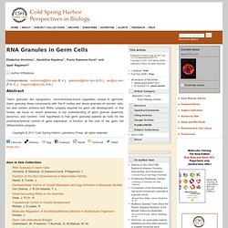 RNA Granules in Germ Cells