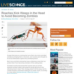 Roaches Kick Wasps in the Head to Avoid Becoming Zombies