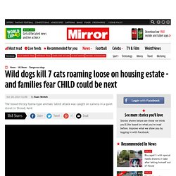 Wild dogs kill 7 cats roaming loose on housing estate - and families fear CHILD could be next