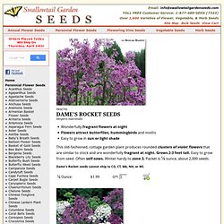Dame's Rocket Seeds for sale - 2,000 seeds/$1.99 - Hesperis matronalis Seeds - Perennial Flower Seeds