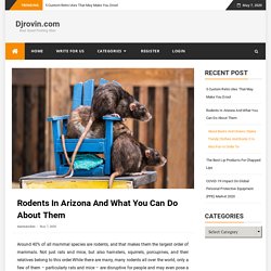 Rodents In Arizona And What You Can Do About Them