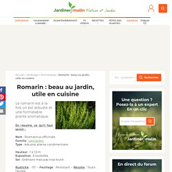 Romarin : culture, entretien et récolte du romarin