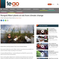 Rongoā Māori plants at risk from climate change