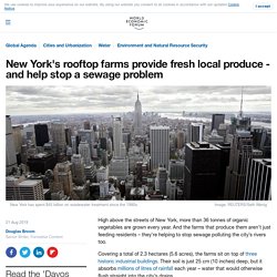 These rooftop farms soak up rainwater to stop sewage flowing into New York's rivers