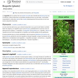 Roquette (plante)