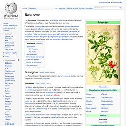 Rosaceae