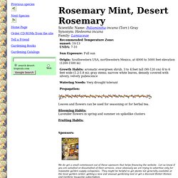 Rosemary Mint, Desert Rosemary (Poliomintha incana)
