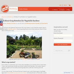 Crop Rotation Tips for Vegetable Gardens