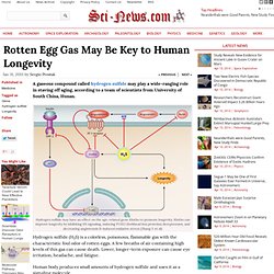 Rotten Egg Gas May Be Key to Human Longevity